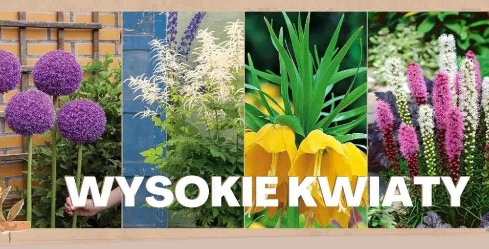 Kwiaty ogrodowe wysokie: 7 imponujących gatunków do Twojego ogrodu