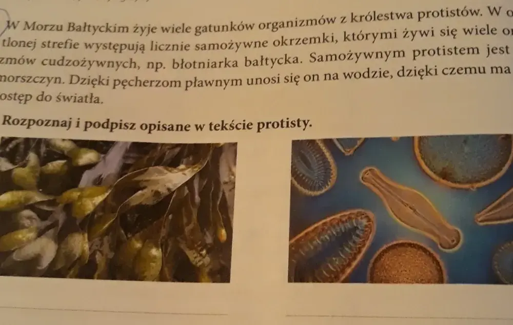 Fascynujący wpływ protistów na organizmy żywe w Morzu Bałtyckim: co wiemy