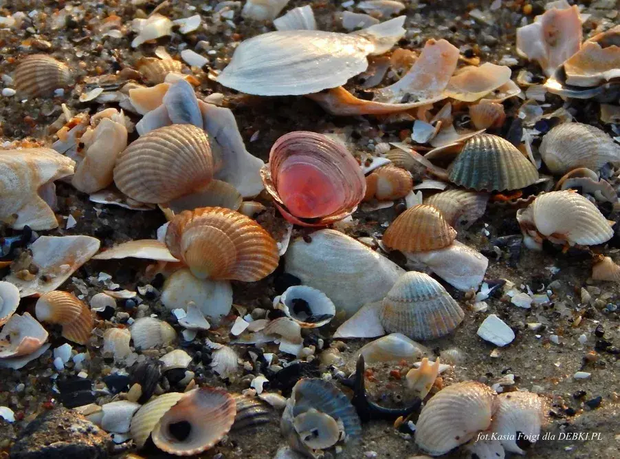 Poznaj wszystkie muszle występujące w Bałtyku - kompletna charakterystyka