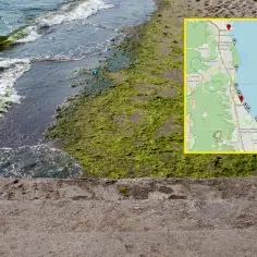 Gdzie są sinice nad Bałtykiem i jak uniknąć niebezpiecznych kąpieli