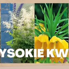 Kwiaty ogrodowe wysokie: 7 imponujących gatunków do Twojego ogrodu