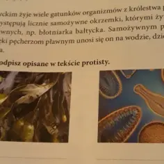 Fascynujący wpływ protistów na organizmy żywe w Morzu Bałtyckim: co wiemy