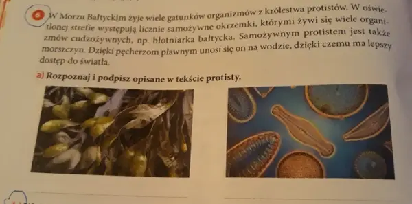Fascynujący wpływ protistów na organizmy żywe w Morzu Bałtyckim: co wiemy